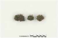 藏品(捲葉苔屬)的圖片